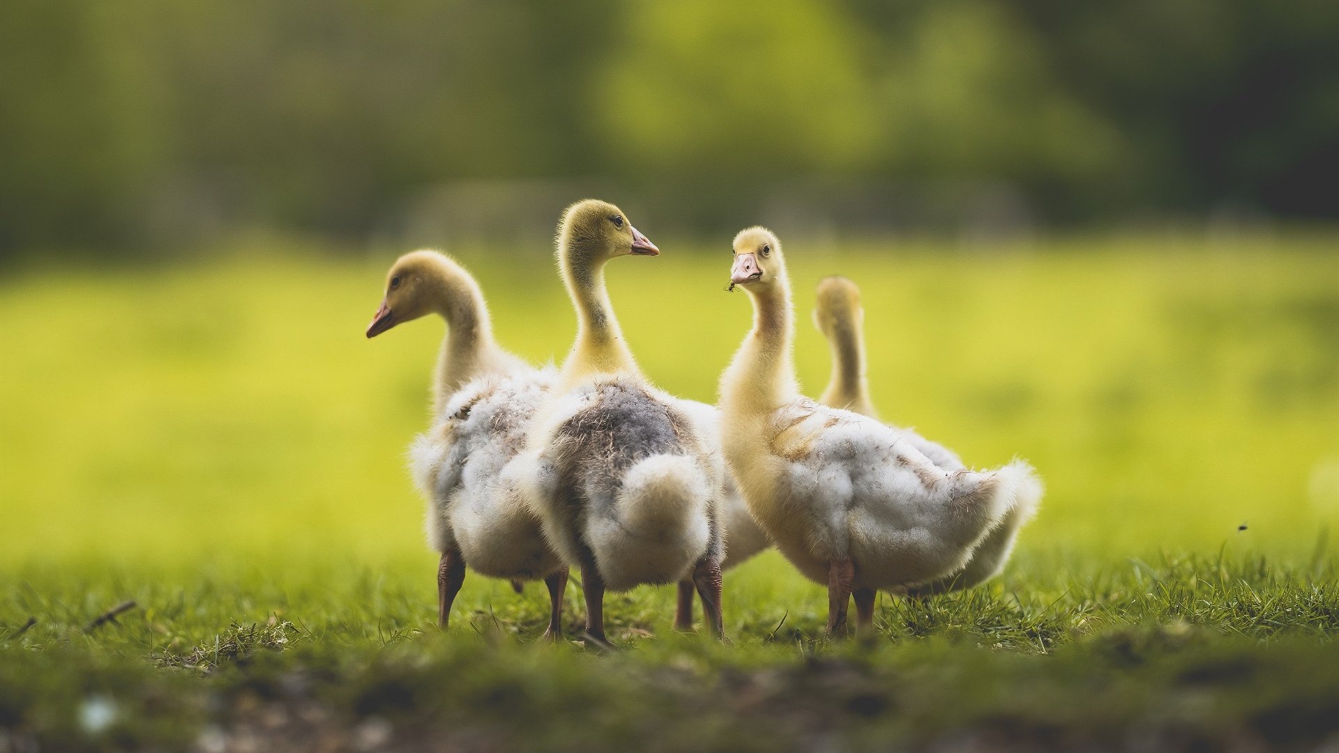 国足技战术内容实战转化成功率，国足技术指导