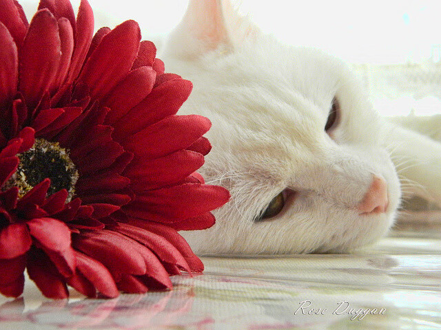 NBA赛季三分球命中率趋势,nba赛季三分球命中率趋势是什么