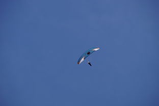 九游网页版官网入口-全国青少年水上滑翔锦标赛天津盛大开幕，水上滑翔机价格